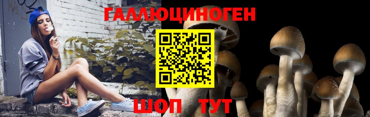 Псилоцибиновые грибы MAGIC MUSHROOMS  Вход с VPN  Черкесск 